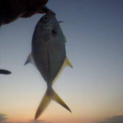 晩飯前のメッキ調査