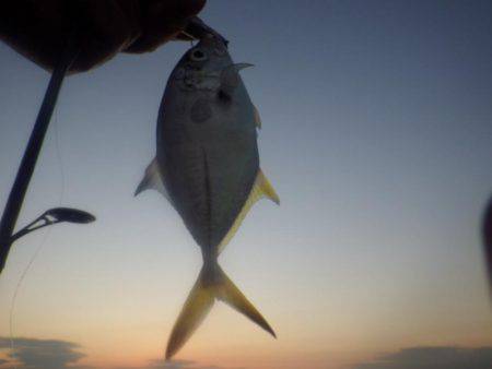 晩飯前のメッキ調査