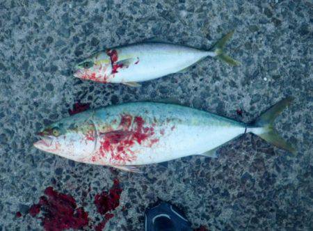 やっと釣れた 人生初メジロ