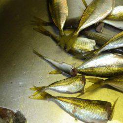 アジアジアジ～