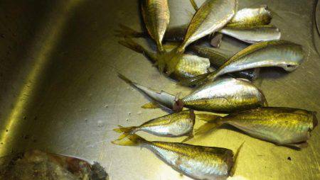 アジアジアジ～