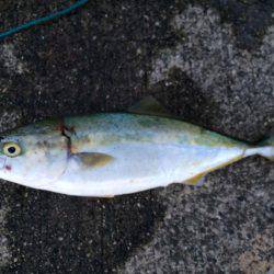 サーベル&ブルー