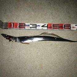 3週間ぶりに、タチウオ見れた。