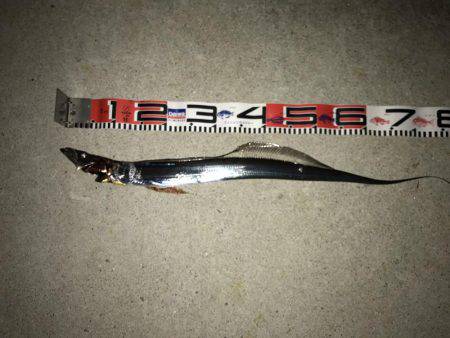 3週間ぶりに、タチウオ見れた。