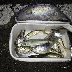 時にはアジング、