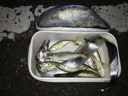 時にはアジング、