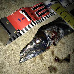 FLAP釣法炸裂で今季最大!