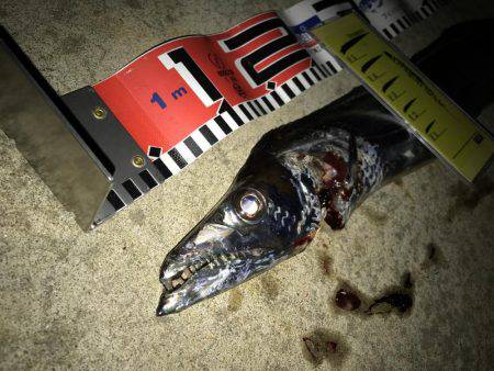 FLAP釣法炸裂で今季最大!