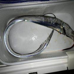 4釣行連続して、1匹！