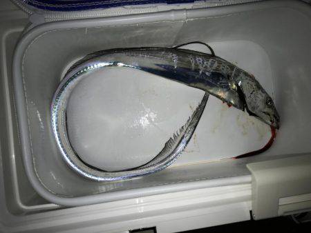 4釣行連続して、1匹！