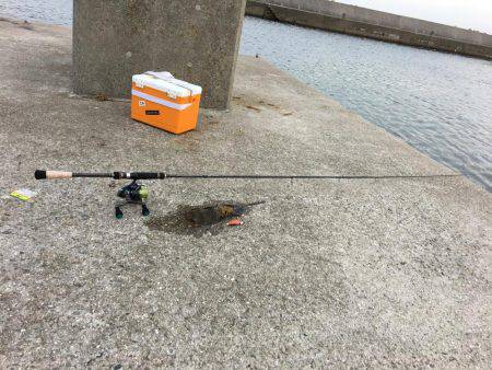 アオリに煽られて