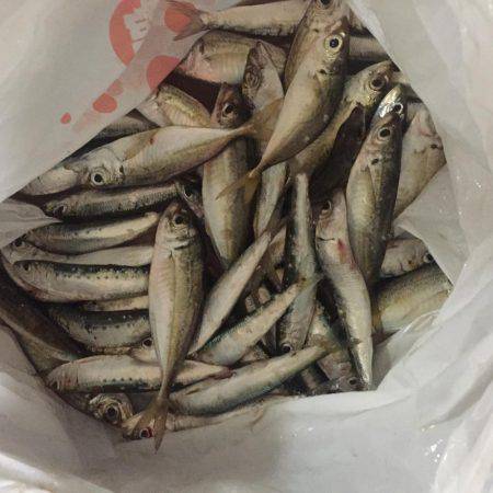 家族フィッシング！