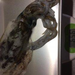 シブいですね(>_<)