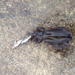 アオリイカ、キロオーバー