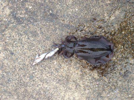 アオリイカ、キロオーバー