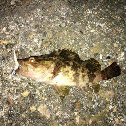 タチウオ＆アジング