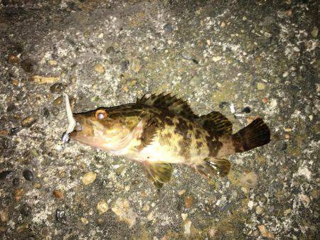 タチウオ＆アジング