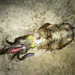 今年は好調！アオリイカ