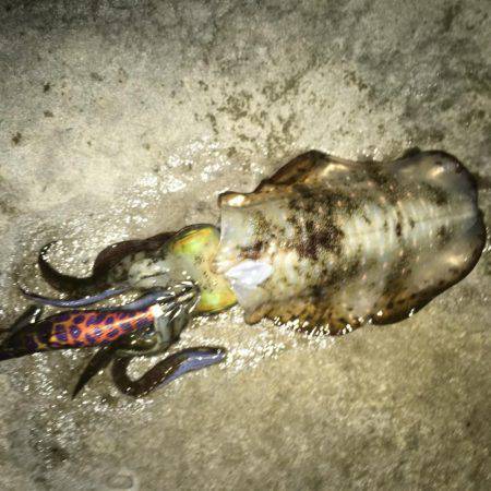 今年は好調！アオリイカ