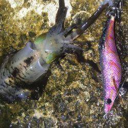 平日エギング‼️