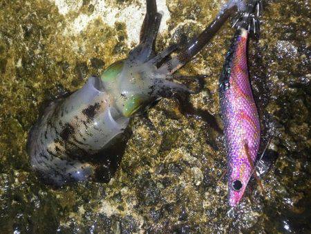 平日エギング‼️