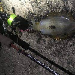 タチウオ釣りの隣にて