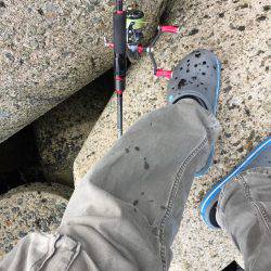 アオリが釣りたいんや