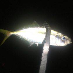 釣れるかな〜❓