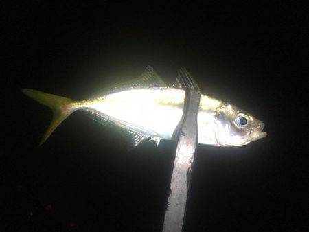 釣れるかな〜❓