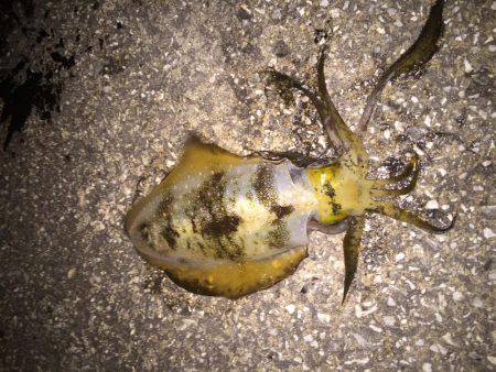 久しぶりにアオリが釣れた〜