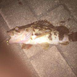 HATでタケノコメバル？