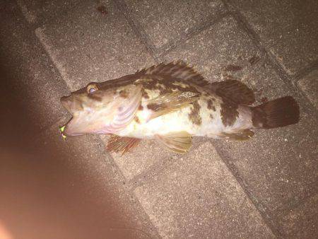 HATでタケノコメバル？