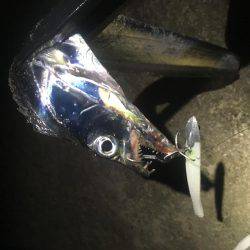 連夜タチウオゲーム❗️