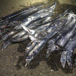 ダラダラ釣れ続けます❗️