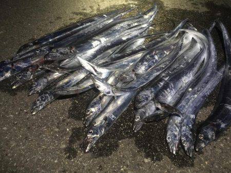 ダラダラ釣れ続けます❗️