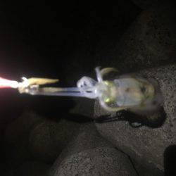 午前零時からの釣果です(^o^)