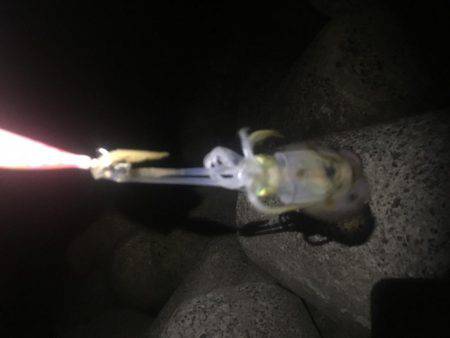 午前零時からの釣果です(^o^)