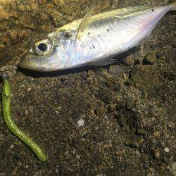 意外とシブかった(･･;)