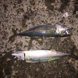 デカサバゲット！