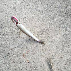 魚より人が多かった