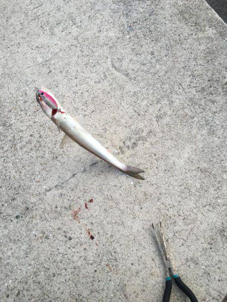 魚より人が多かった