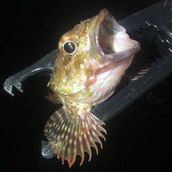 深夜からのアジング❗️