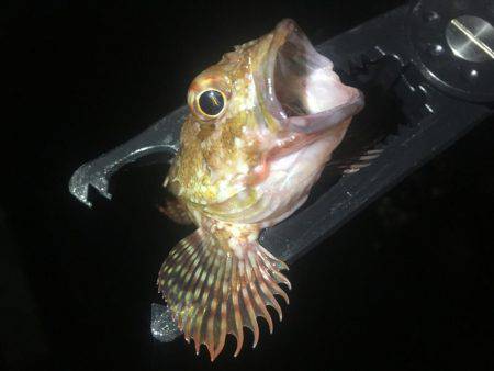 深夜からのアジング❗️