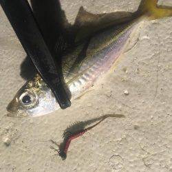 爆風アジング❗️