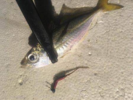 爆風アジング❗️