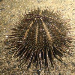 安定のアジング+@