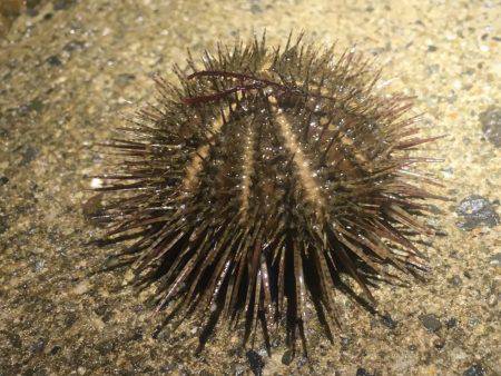 安定のアジング+@