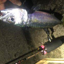 ここでもアジング❗️