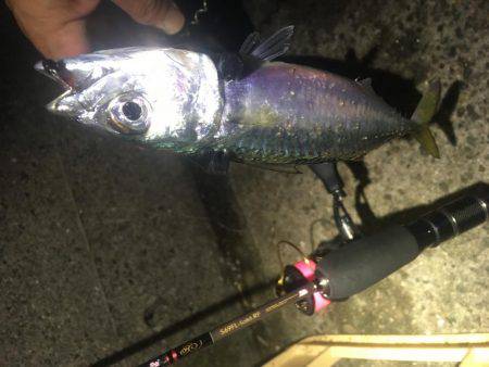 ここでもアジング❗️