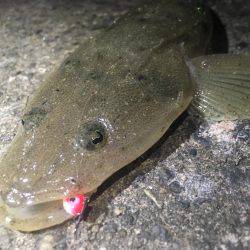 サビキ＆アジング